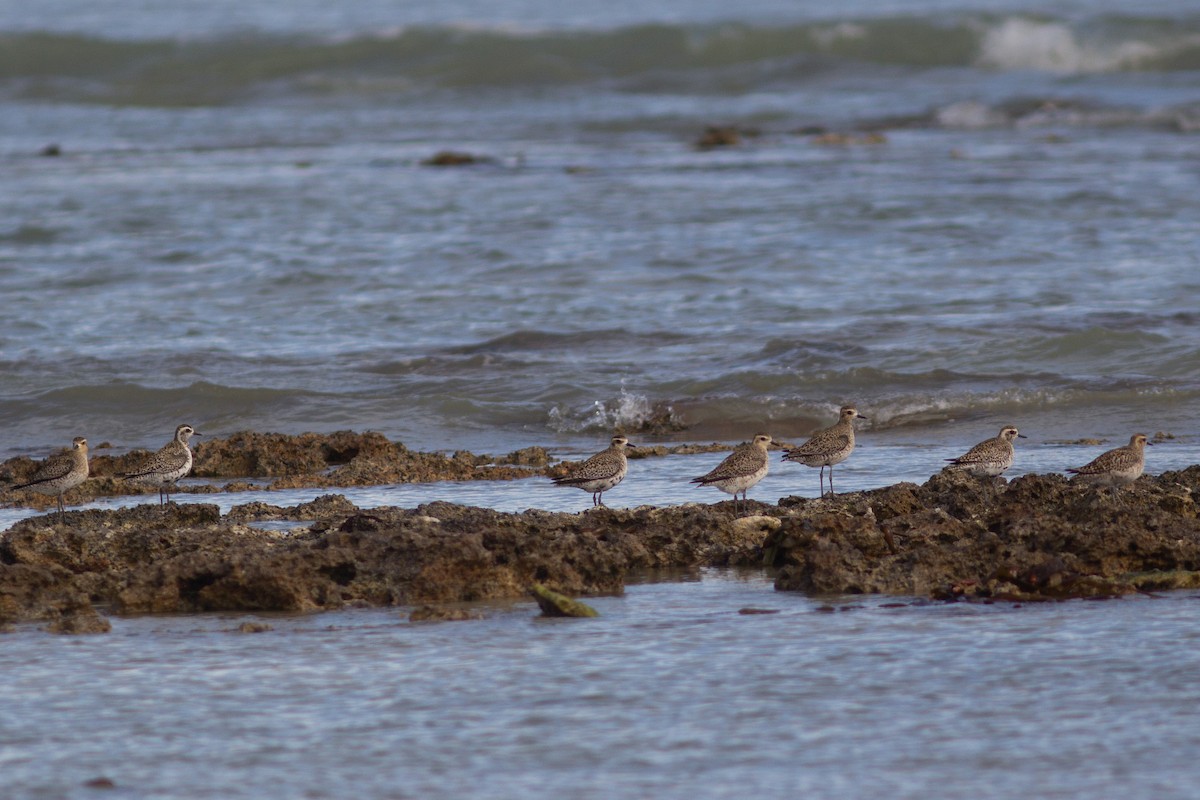 Pacific Golden-Plover - ML428416461