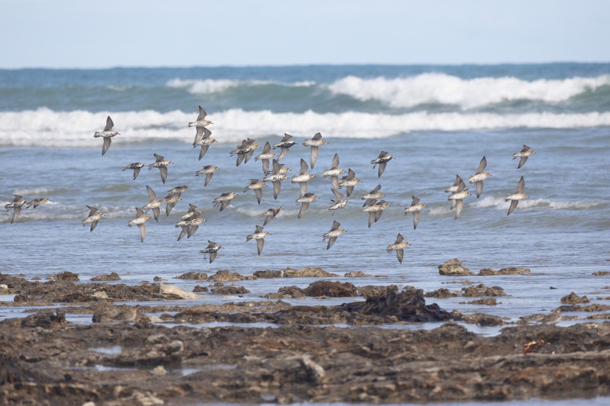 Pacific Golden-Plover - ML428416491