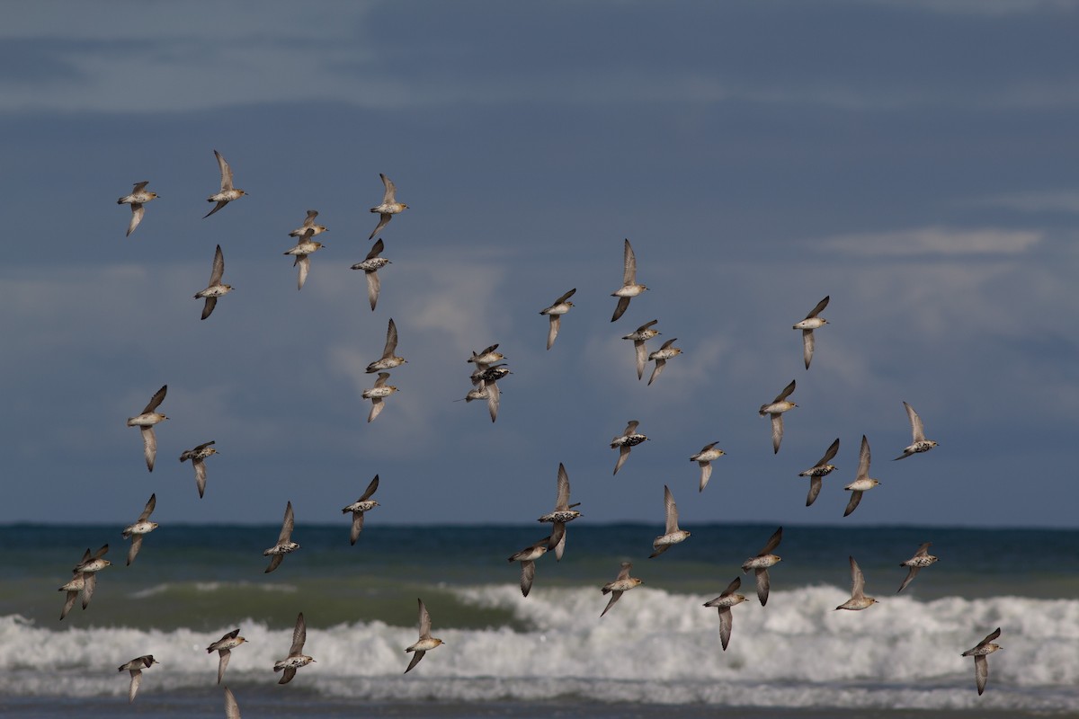 Pacific Golden-Plover - Richard and Margaret Alcorn