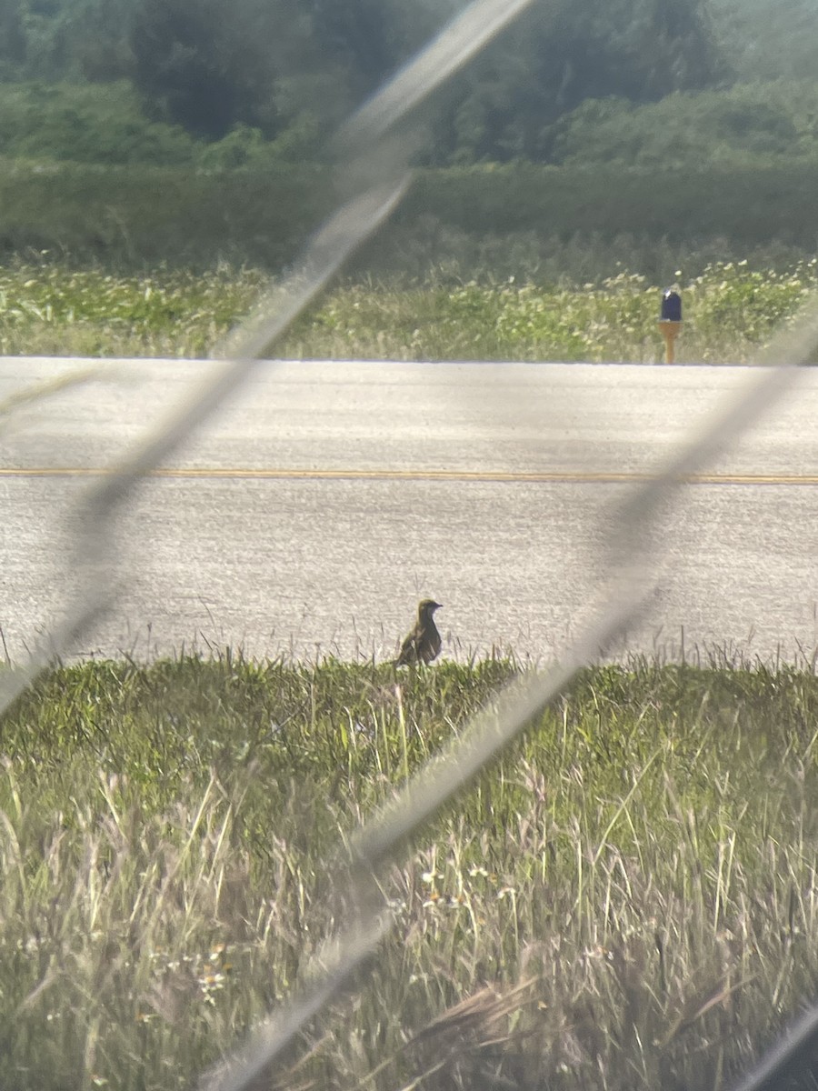 Oriental Pratincole - ML428418431