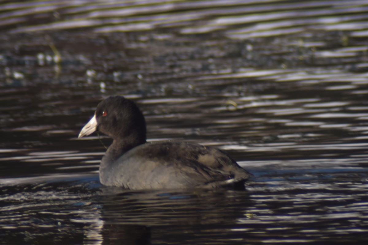 Focha Americana - ML42841891