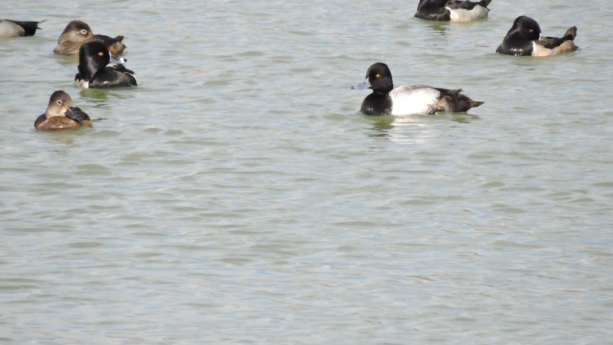 Lesser Scaup - ML42841931