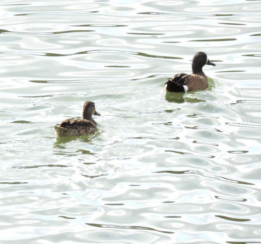 Blue-winged Teal - ML42842101