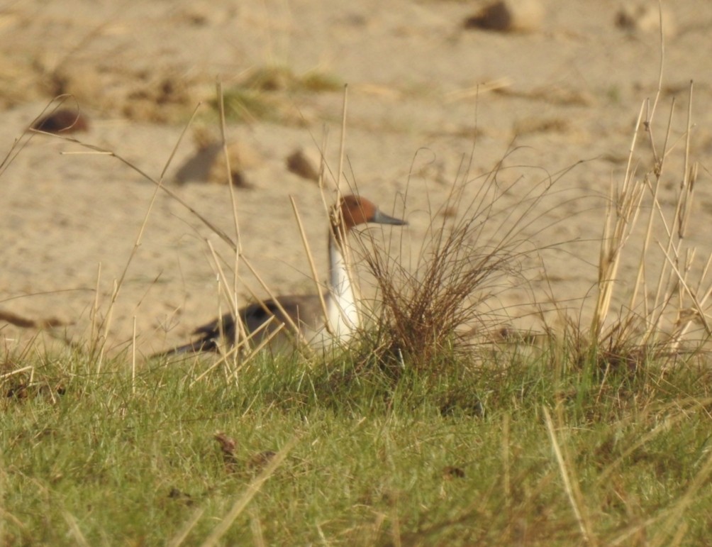 Northern Pintail - ML428423331