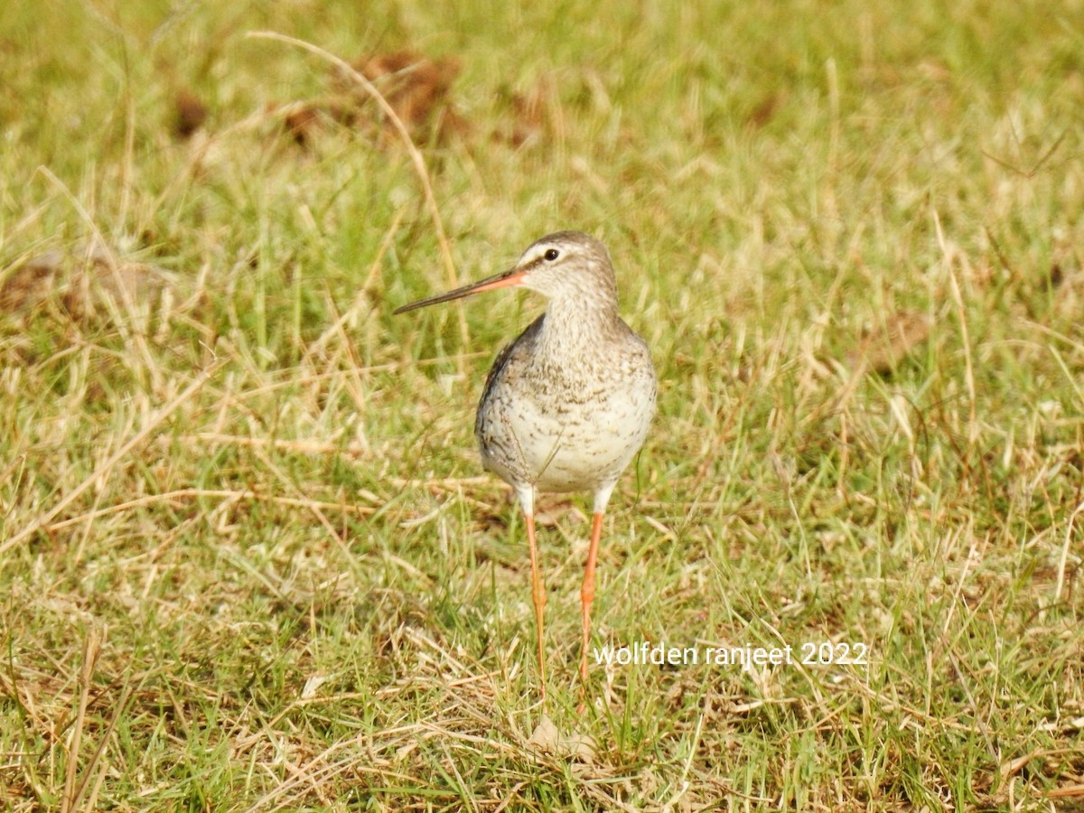 Spotted Redshank - ML428423751