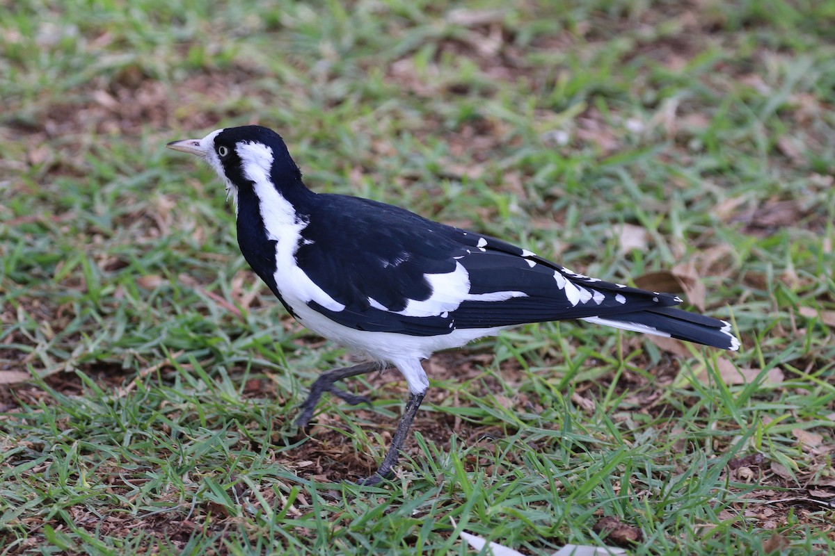 Magpie-lark - ML428424461