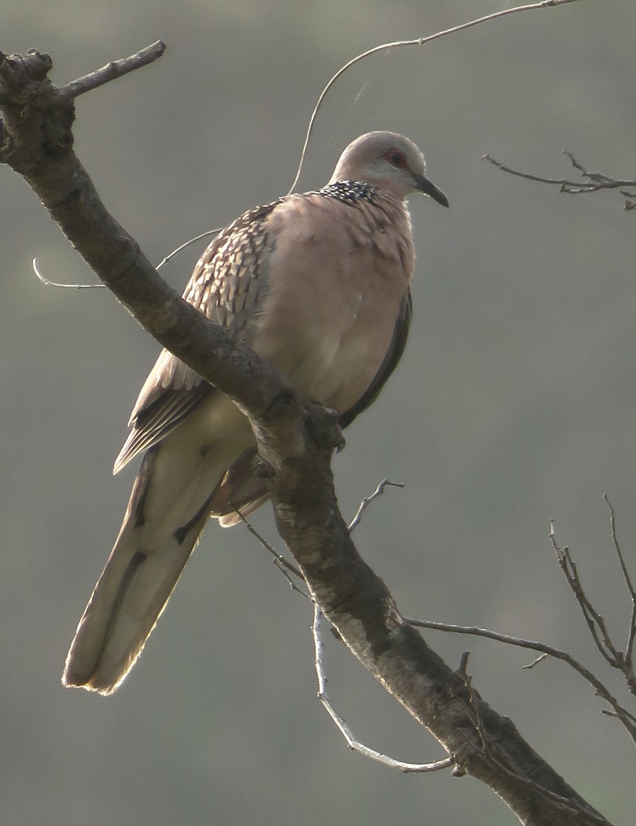 Spotted Dove - ML428424721