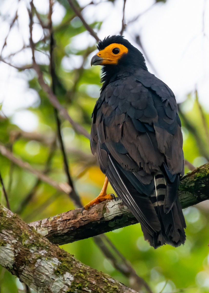 Black Caracara - ML428425641