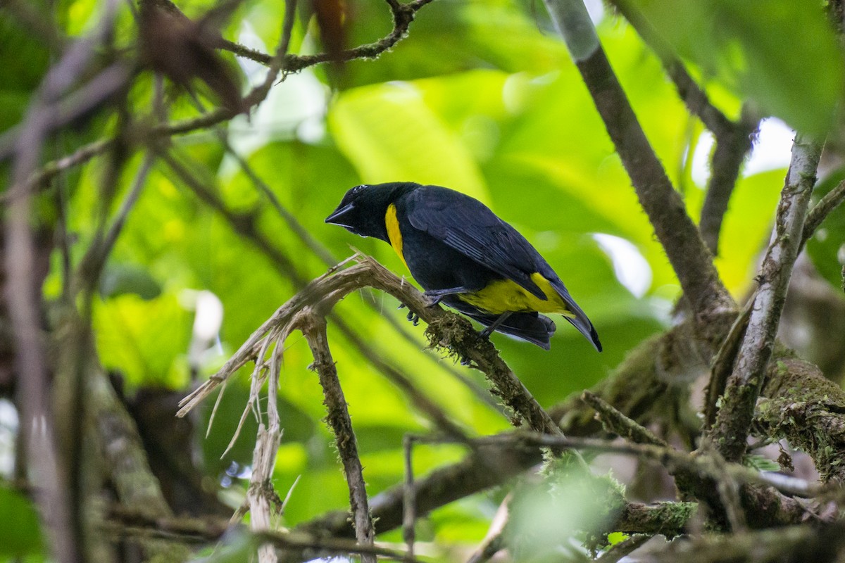 Golden-chested Tanager - ML428425651
