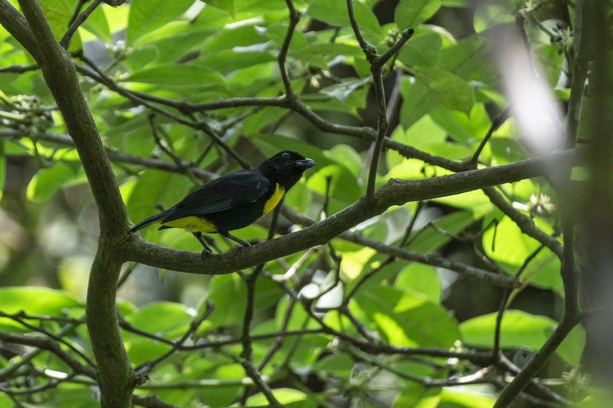 Golden-chested Tanager - ML428425871