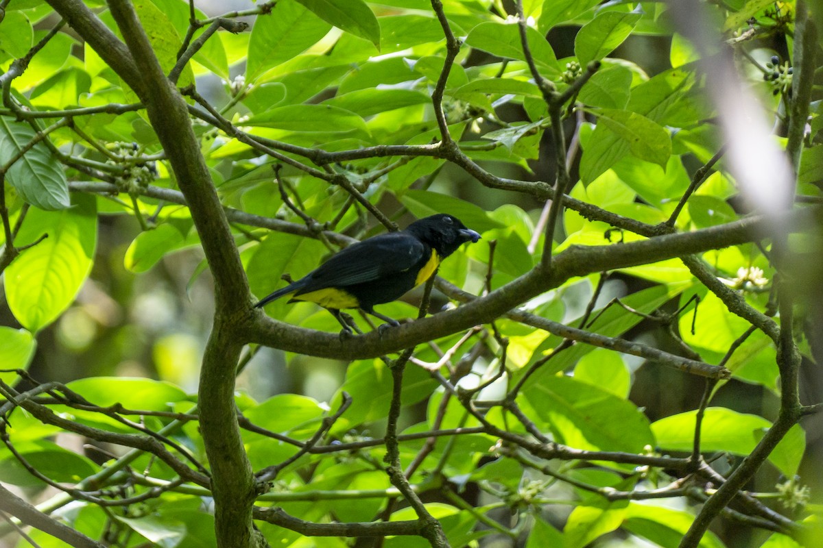 Golden-chested Tanager - ML428425881