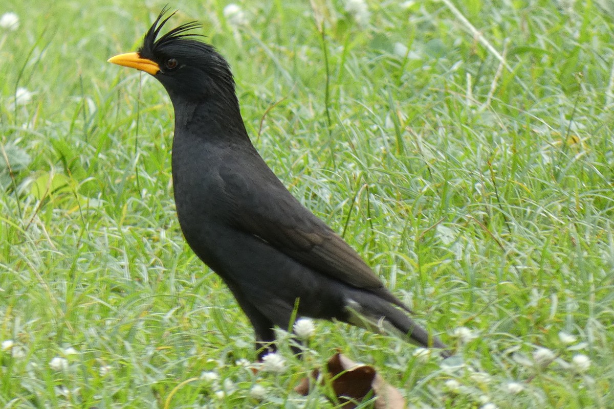 Great Myna - John Russell