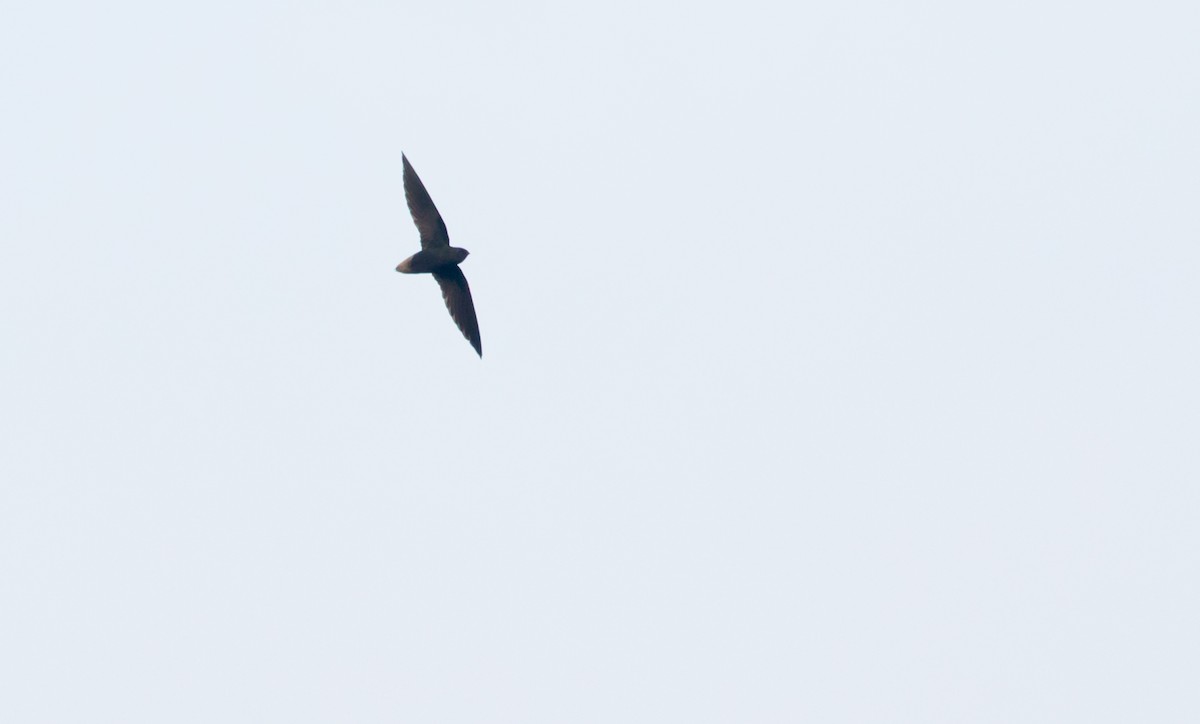 Short-tailed Swift - ML428426521