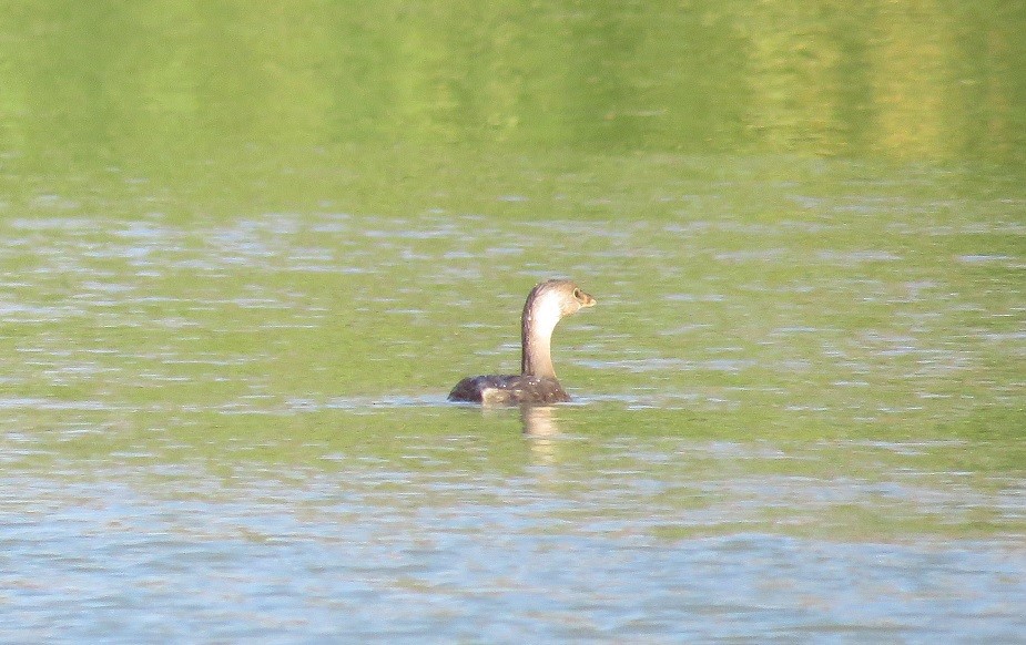 Pied-billed Grebe - ML42842661