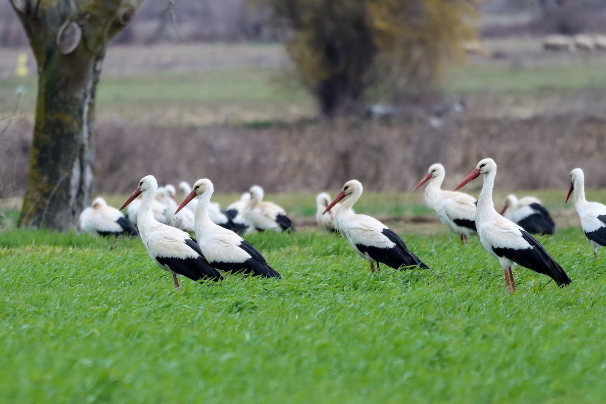 White Stork - ML428427091