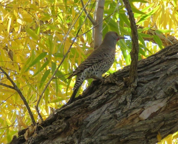 Northern Flicker - ML42842721