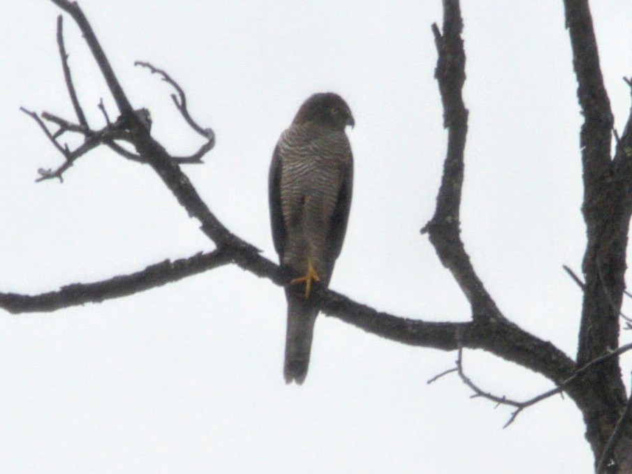 Brown Goshawk - ML428427361