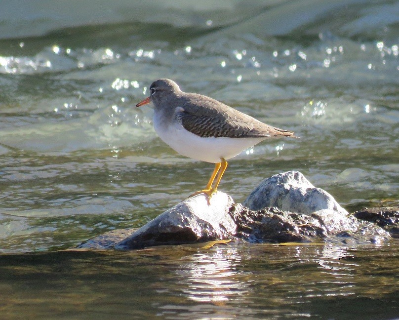 Spotted Sandpiper - ML42842811