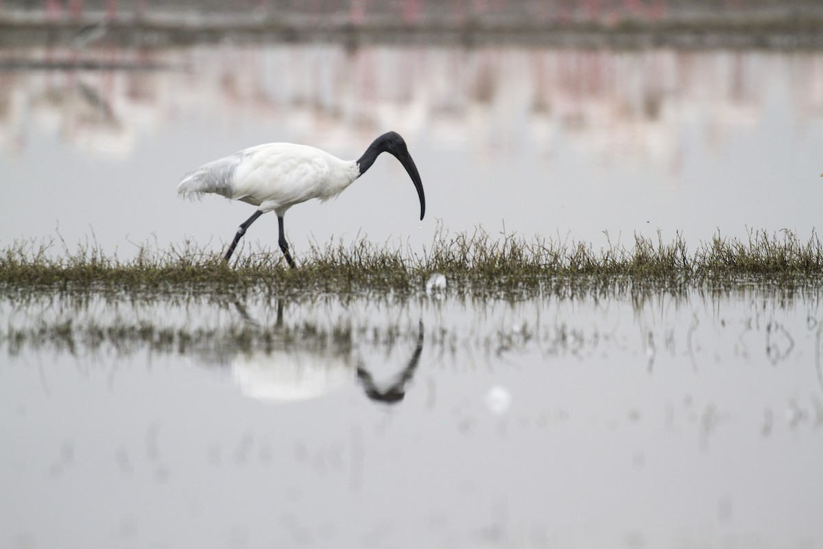 ibis černohlavý - ML428428221