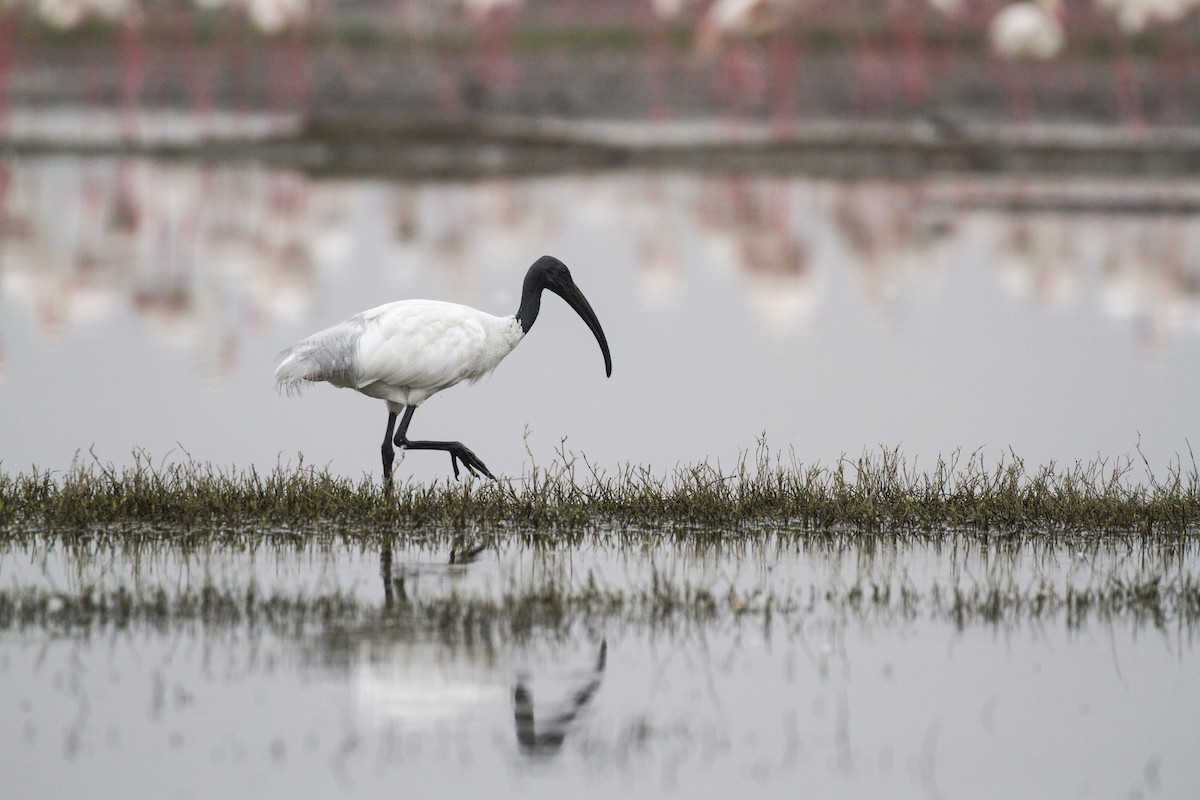 ibis černohlavý - ML428428291