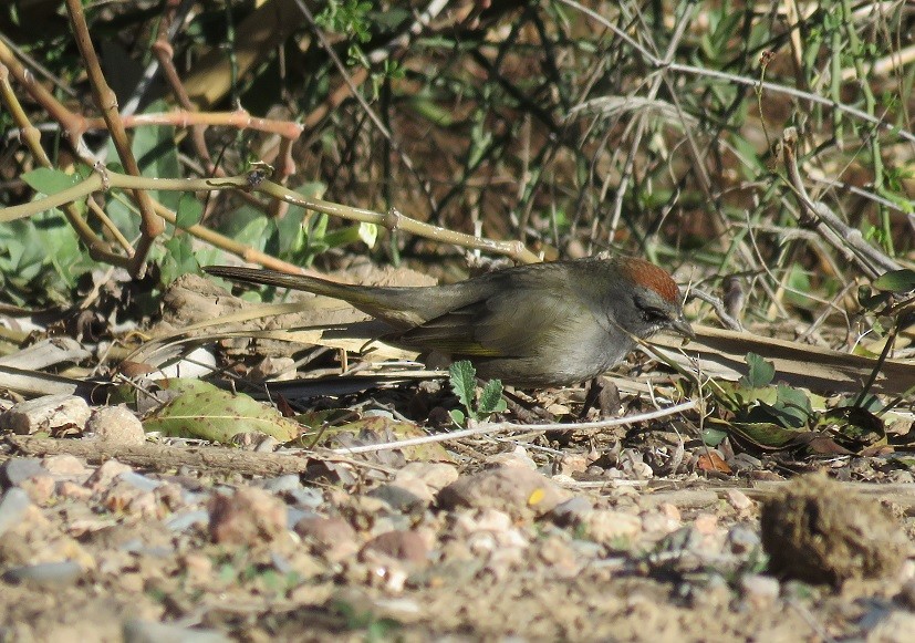 Green-tailed Towhee - Anne (Webster) Leight