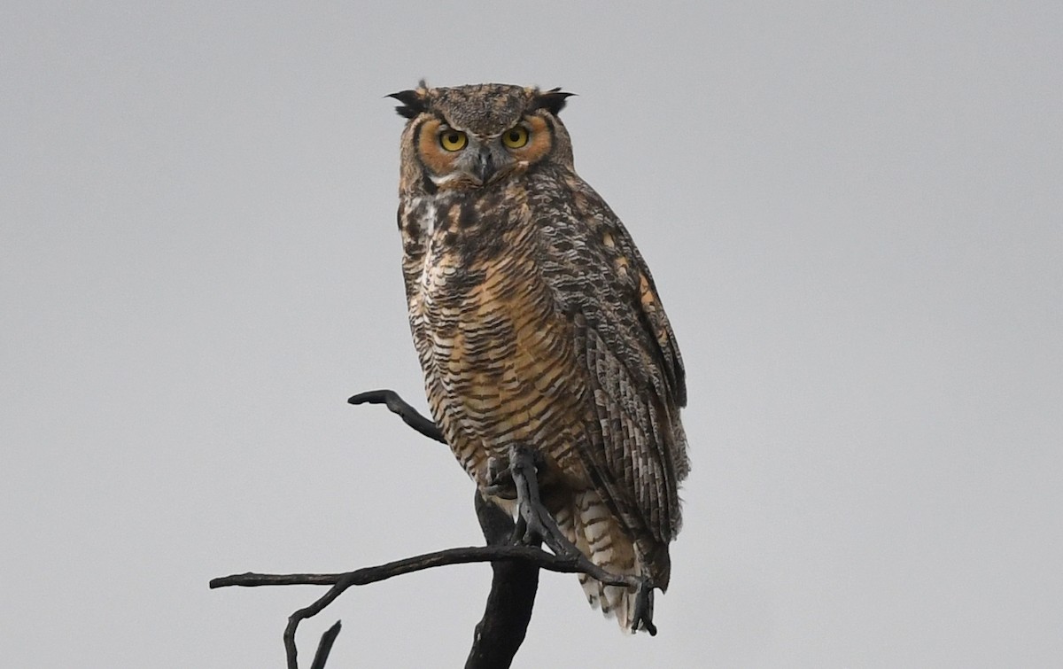 Great Horned Owl - Nancy Hetrick