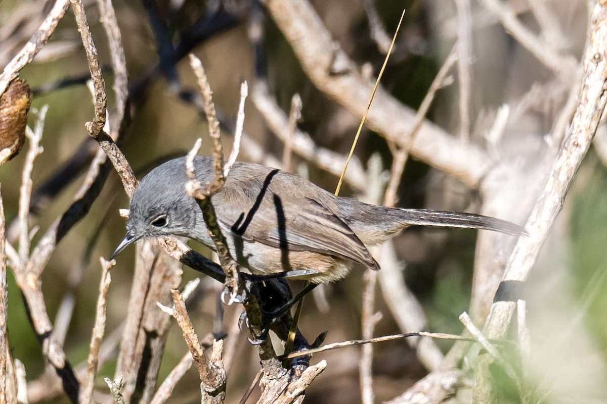 California Gnatcatcher - Jeff Bray