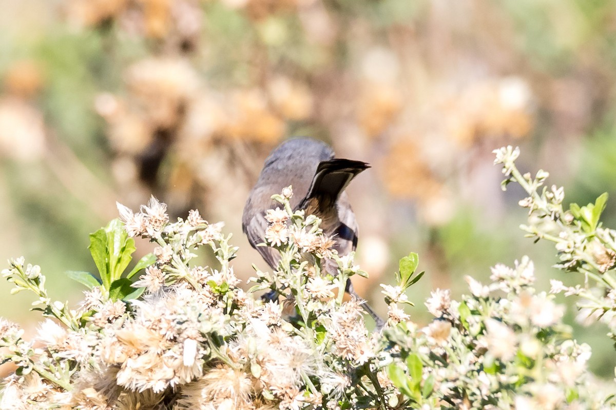 California Gnatcatcher - ML42842861