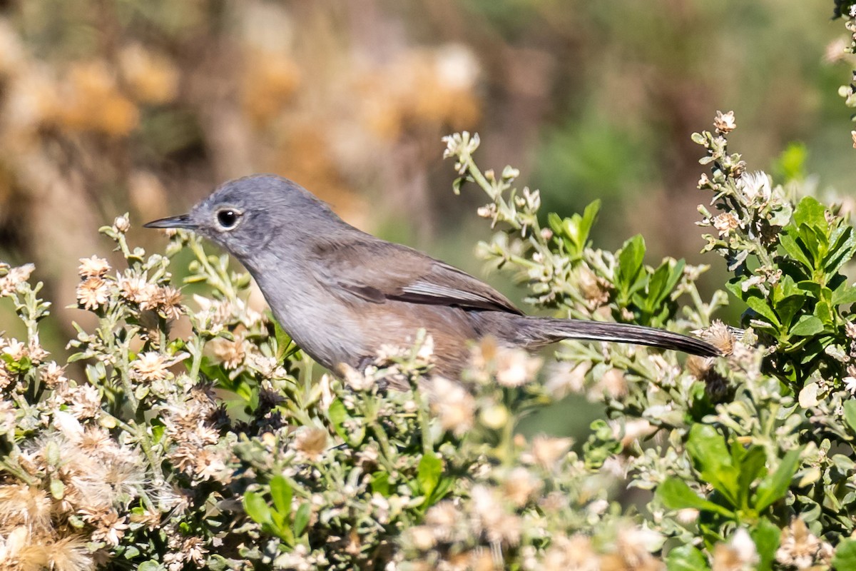 California Gnatcatcher - ML42842871