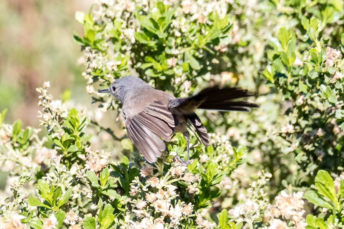 California Gnatcatcher - ML42842881