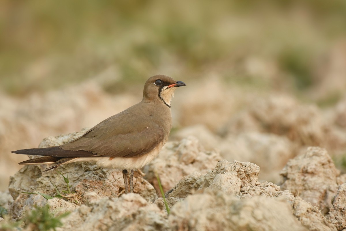 Oriental Pratincole - ML428428841