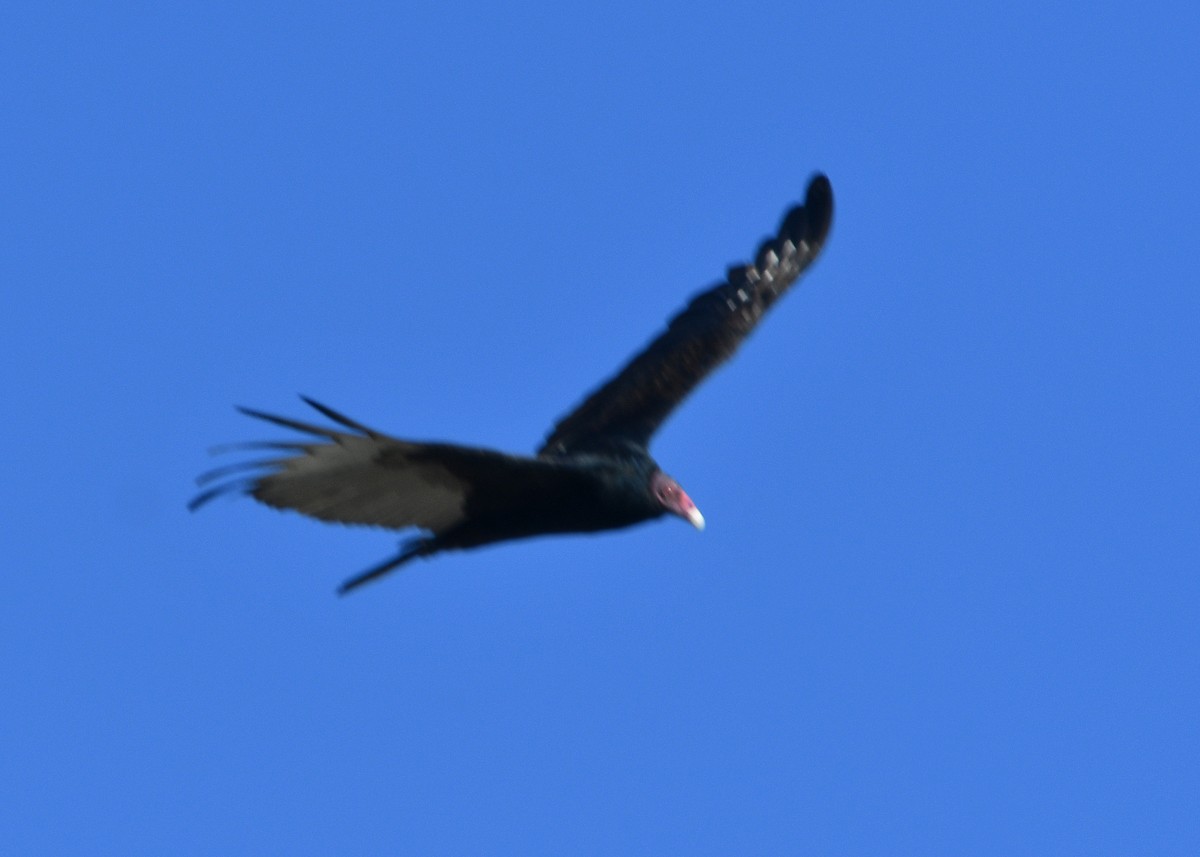 Truthahngeier - ML428428921