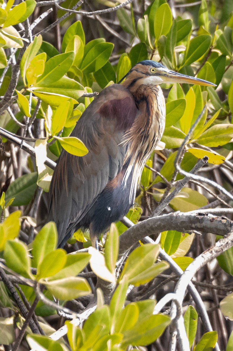 Purple Heron - ML428428971