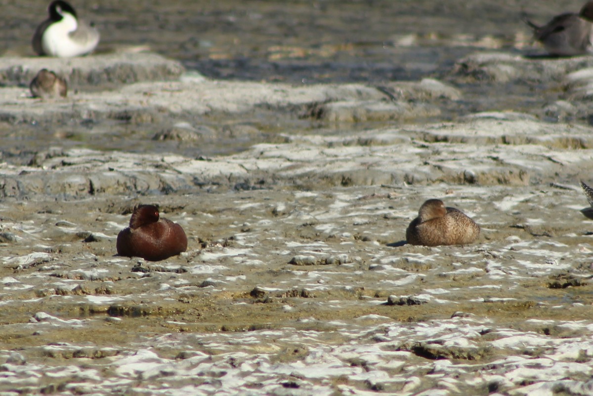 Cinnamon Teal - ML428429321