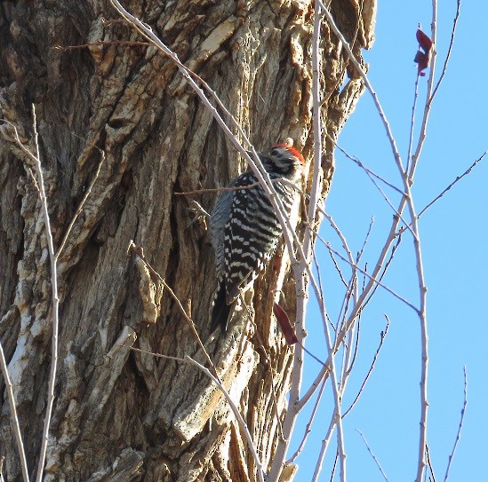 Ladder-backed Woodpecker - ML42842951