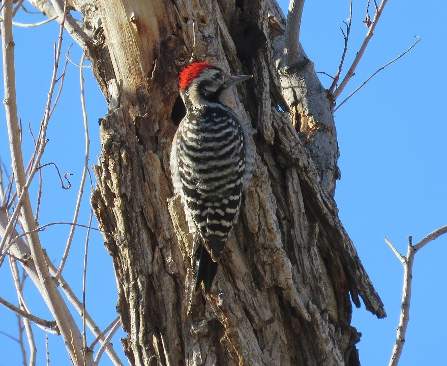 Ladder-backed Woodpecker - ML42842971