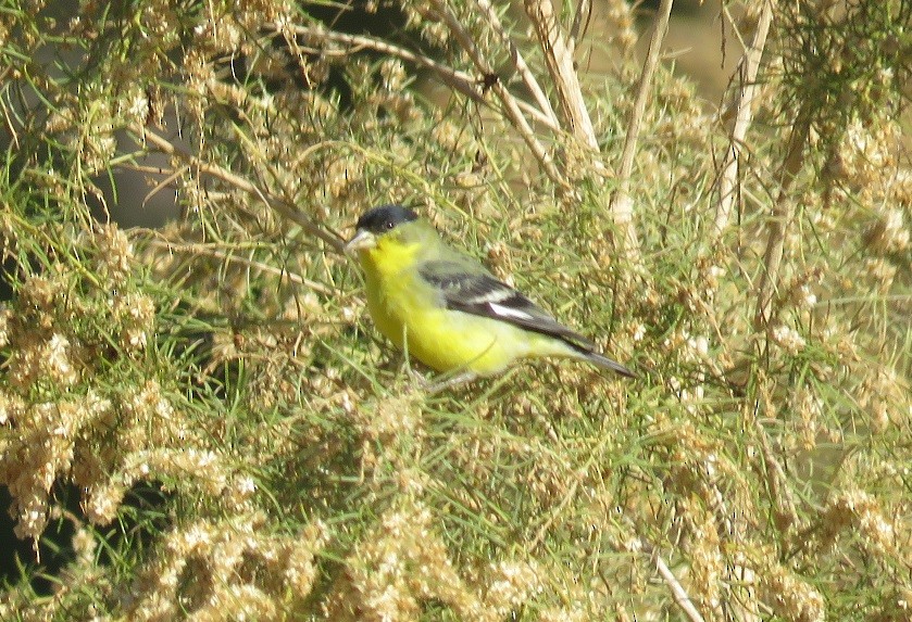 Lesser Goldfinch - Anne (Webster) Leight