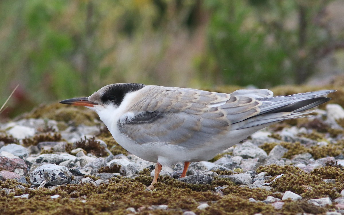 Common Tern - ML428429991