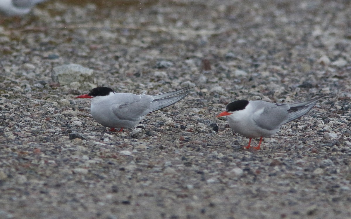 Common Tern - ML428430001