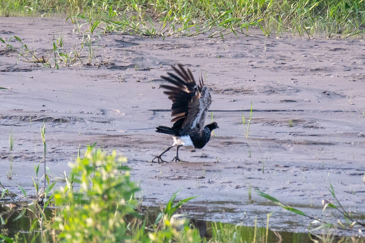 Horned Screamer - ML428430591