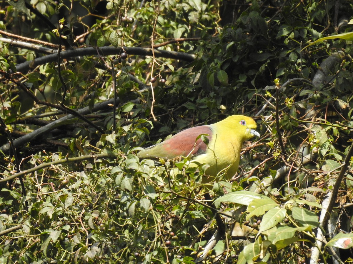 Wedge-tailed Green-Pigeon - ML428435881