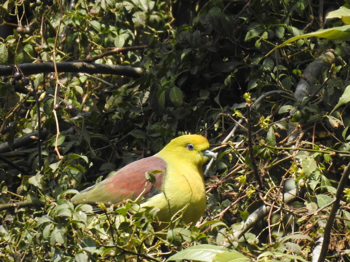 Wedge-tailed Green-Pigeon - ML428435891