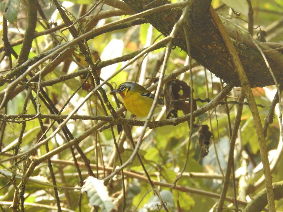 Black-eared Shrike-Babbler - ML428436041