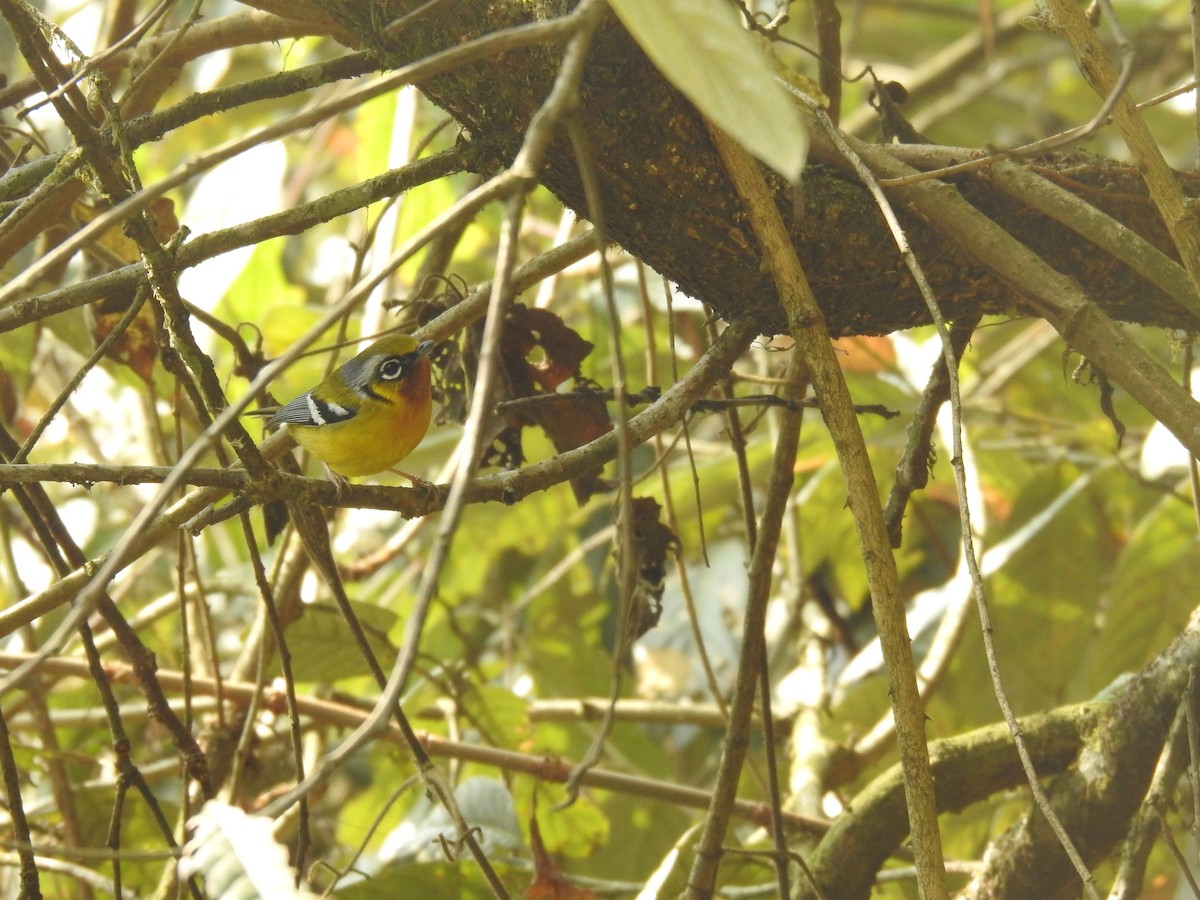 Black-eared Shrike-Babbler - ML428436051