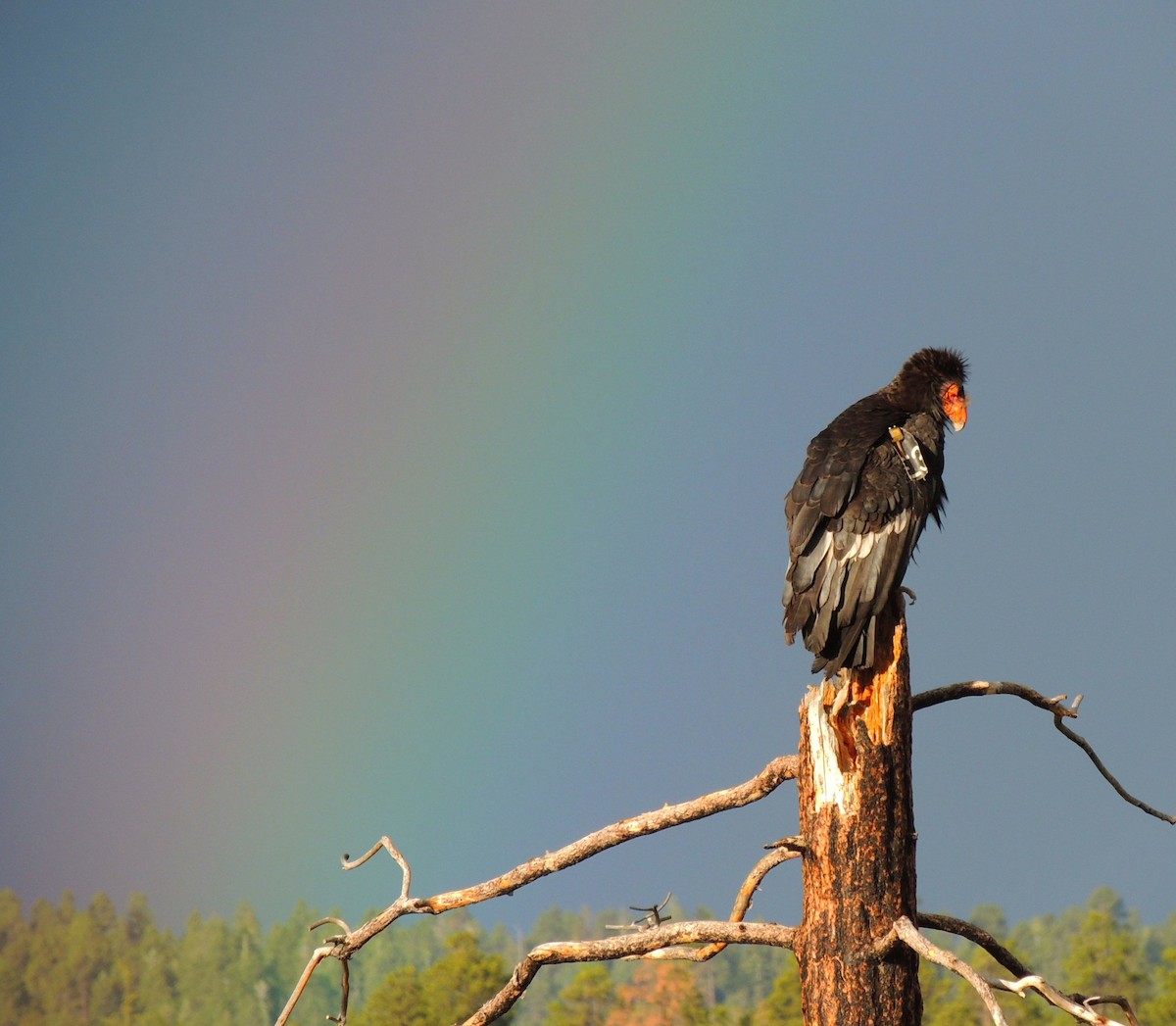 Кондор каліфорнійський - ML42843691