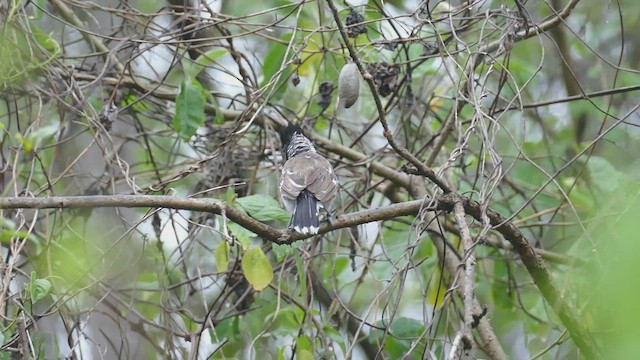 Collared Antshrike - ML428437031