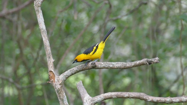 Oriole leucoptère - ML428437751