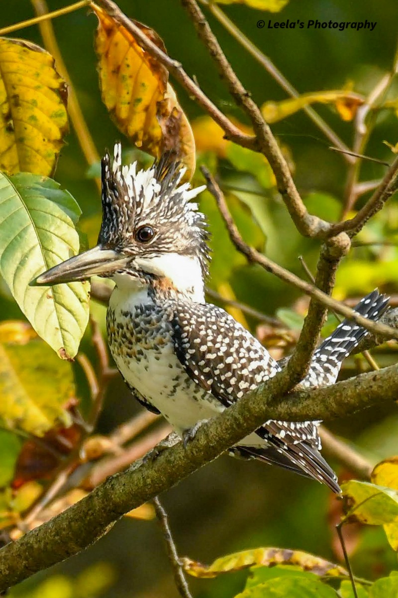 Crested Kingfisher - ML428438121