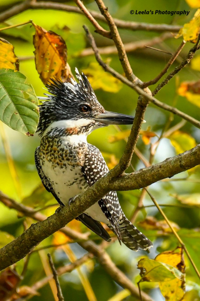 Crested Kingfisher - ML428438131