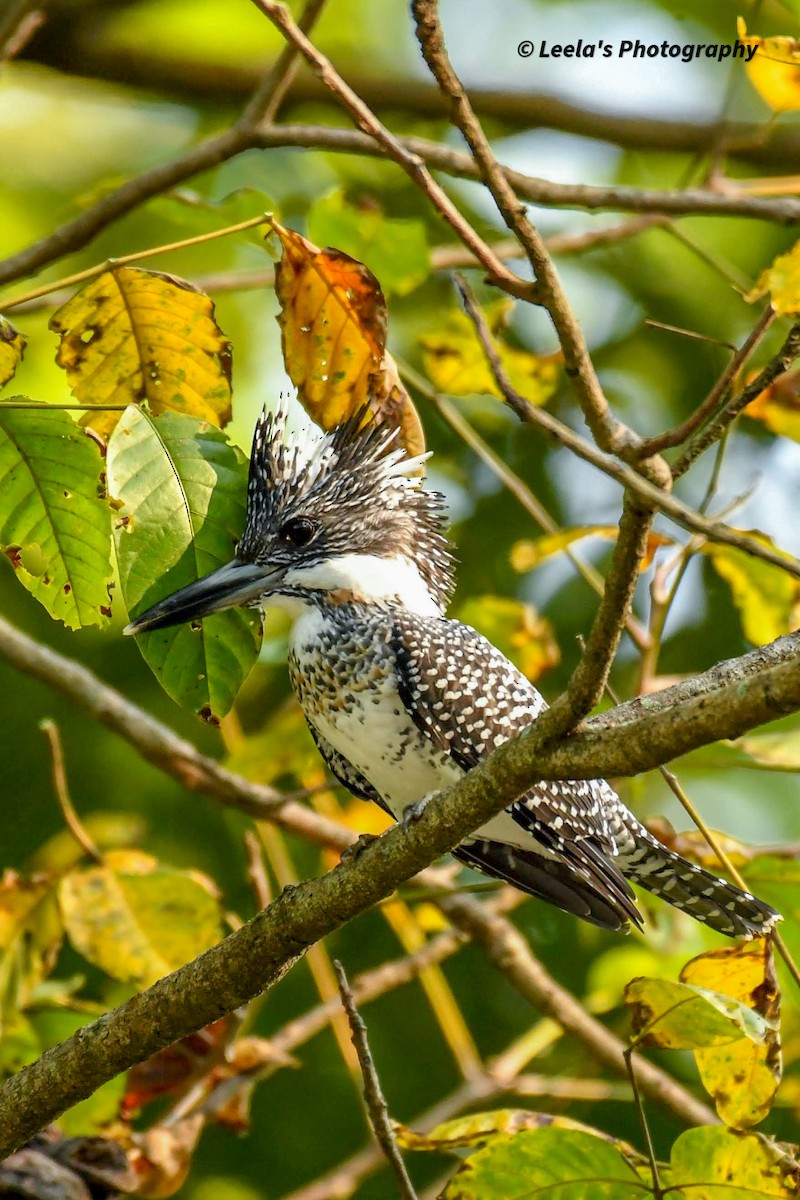 Crested Kingfisher - ML428438151